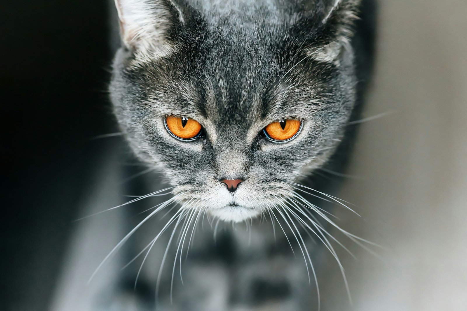 Photo by Олег Мороз Human stress: gray cat