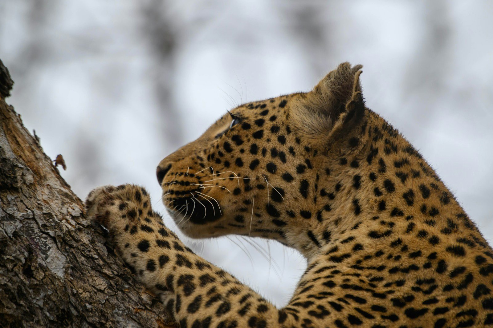 Photo by Felix Rottmann Humans: a close up of a leopard on a tree