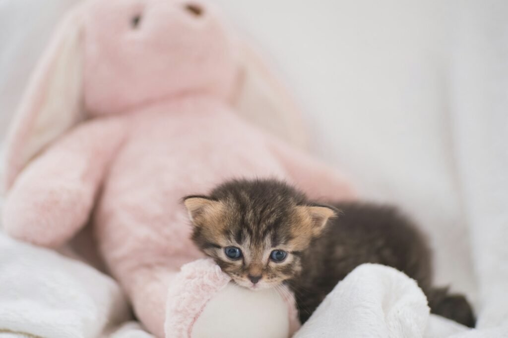 cat personality: brown tabby kitten on pink textile