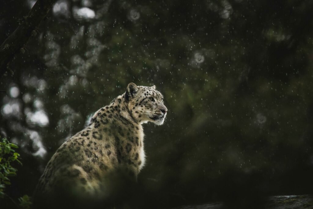ecosystem: leopard looking at the right