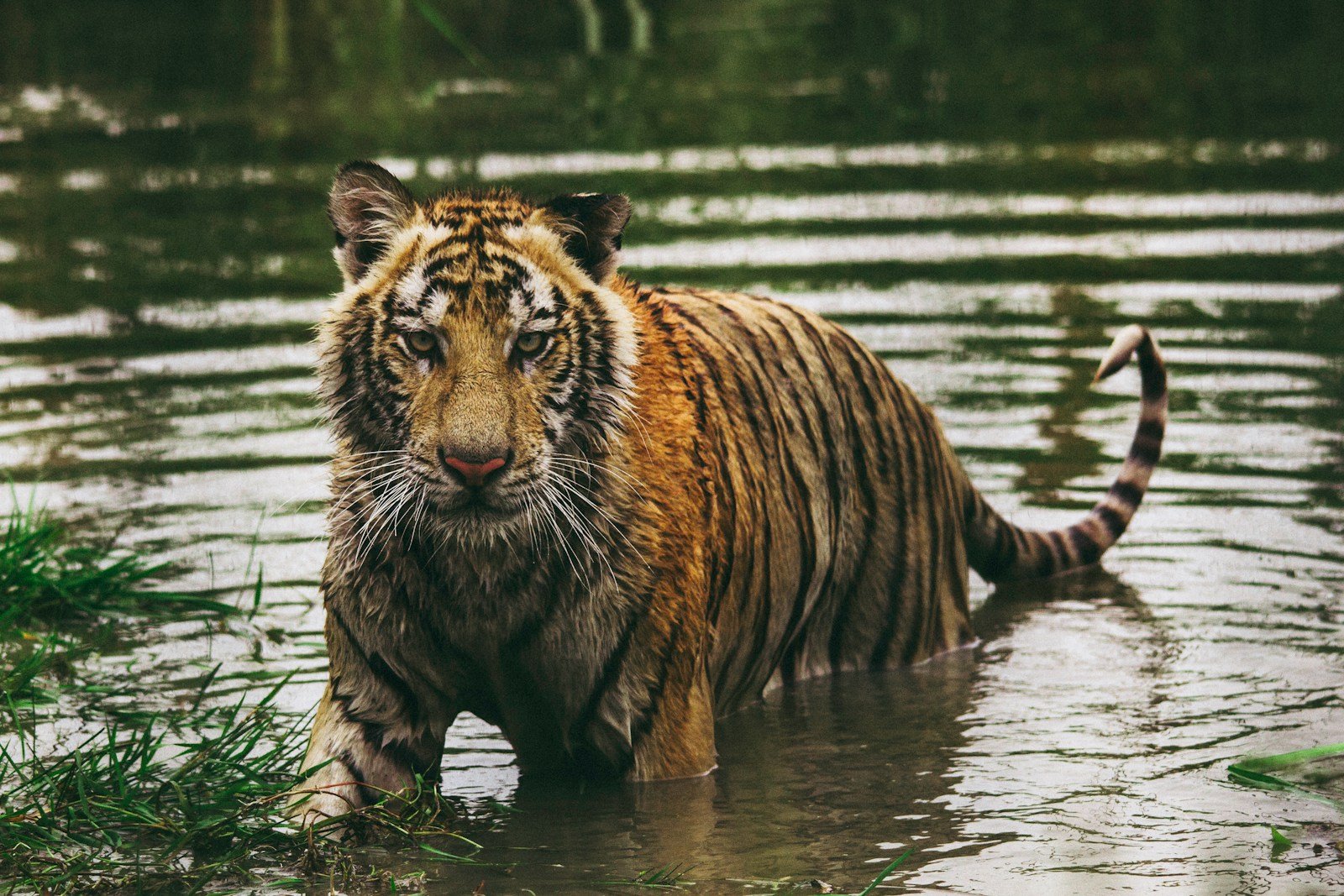 tiger hunting