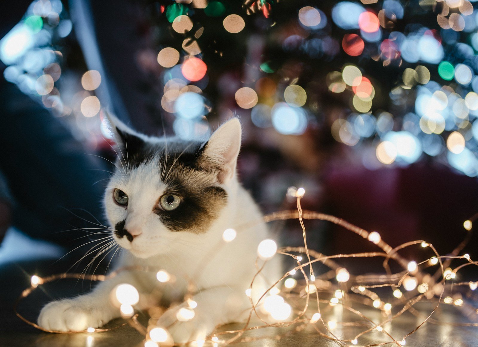 Cats knead: black and white cat lyes beside lighted string light