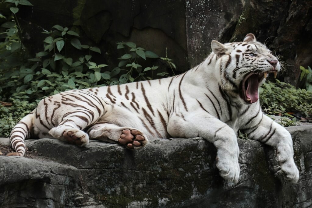 cultures: white tiger lying on black concrete floor