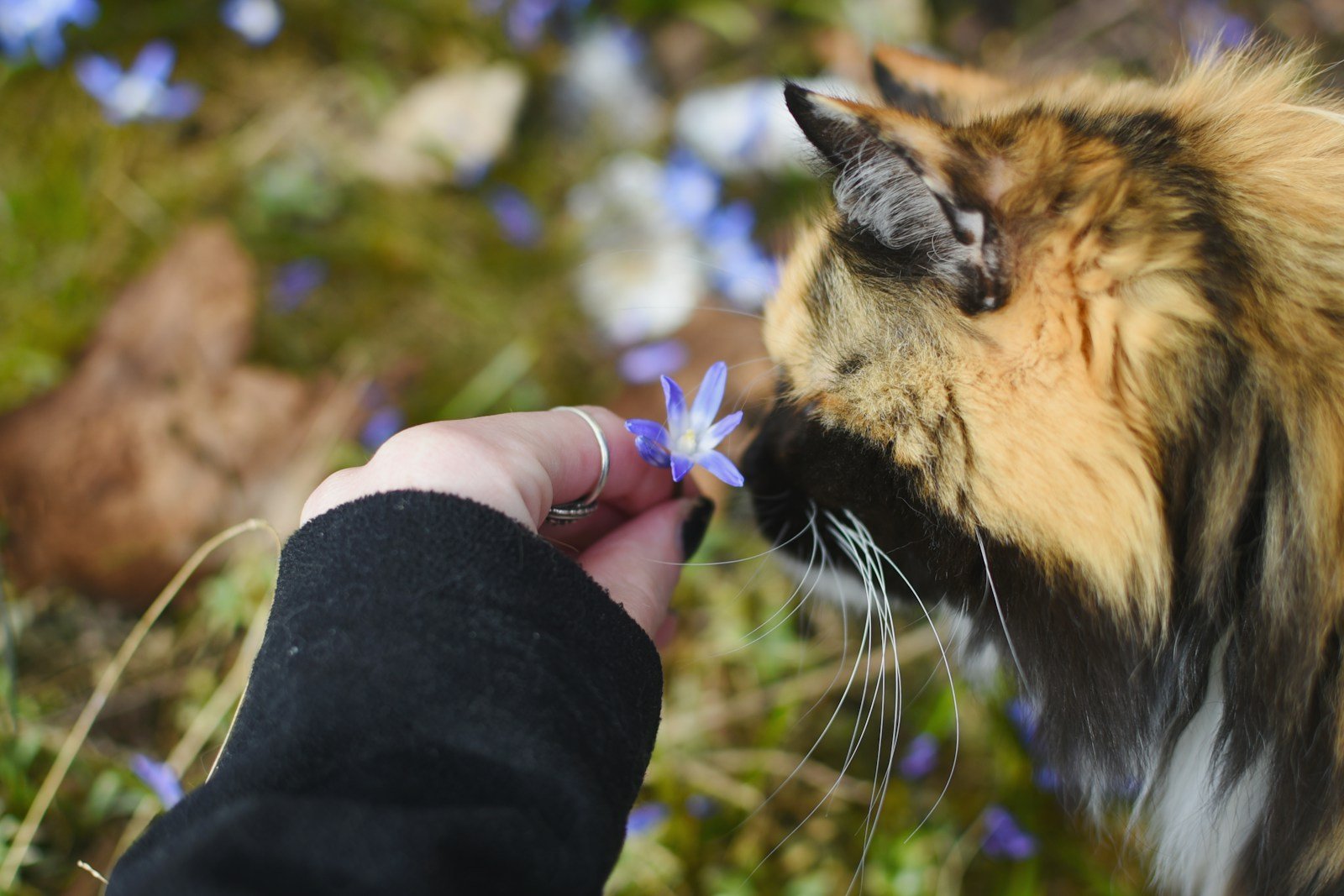 Photo by Sofia Holmberg Cat scent: a person feeding a cat with a flower in their hand