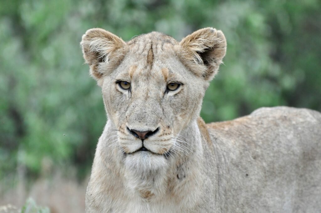 cat documentaries: brown lioness in close up photography during daytime