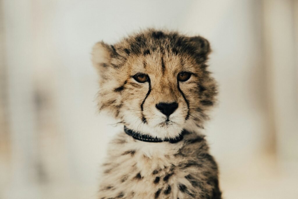 elusive big cat: yellow and black cheetah