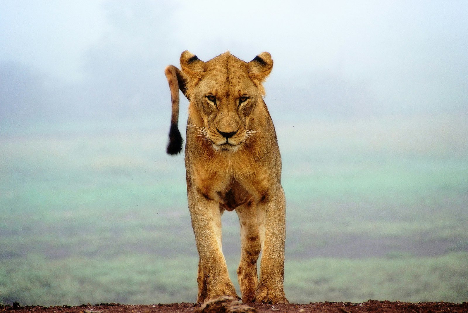 A lioness wagging her cats tail in motion.