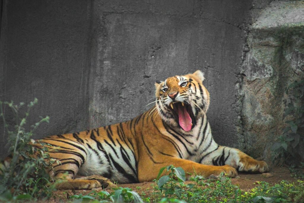 sober toothed cat: a tiger lying on the ground