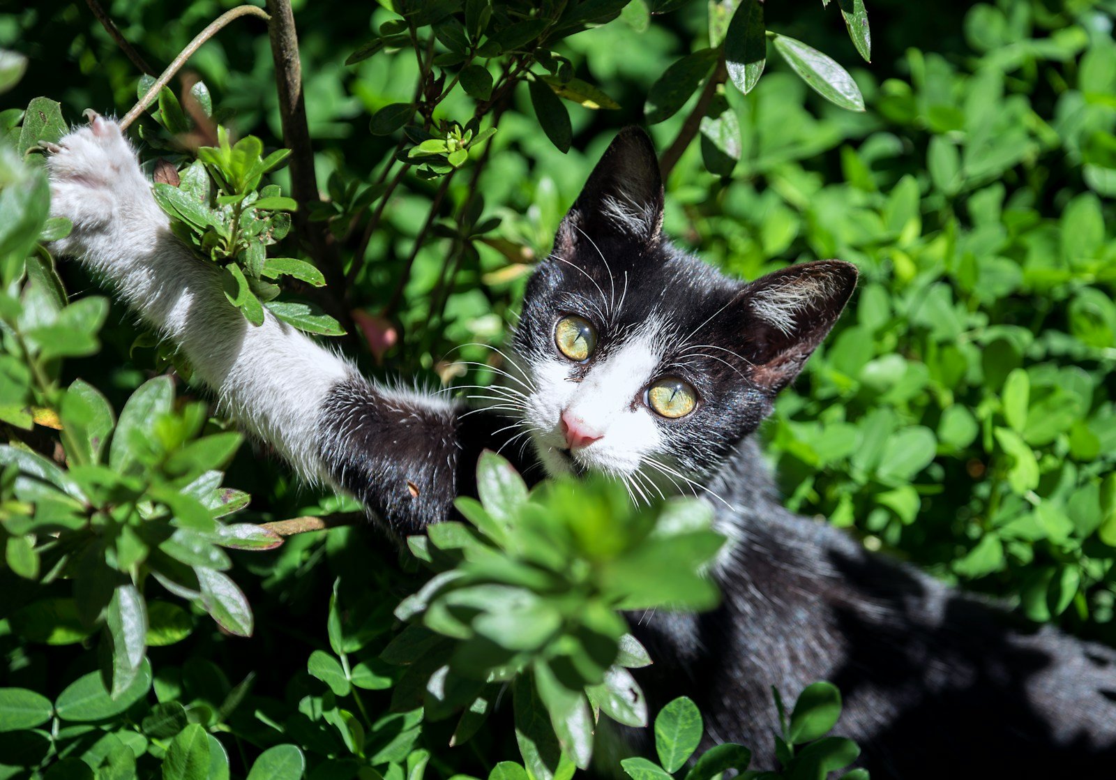 Cat breeding: tuxedo cat surrounded by green leafed plant