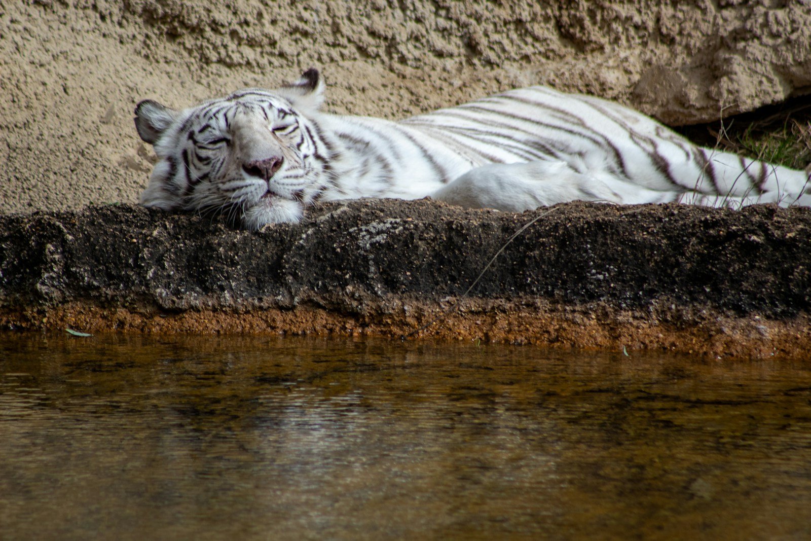 Photo by Joshua J. Cotten Big cat rescues: white tiger on brown rock