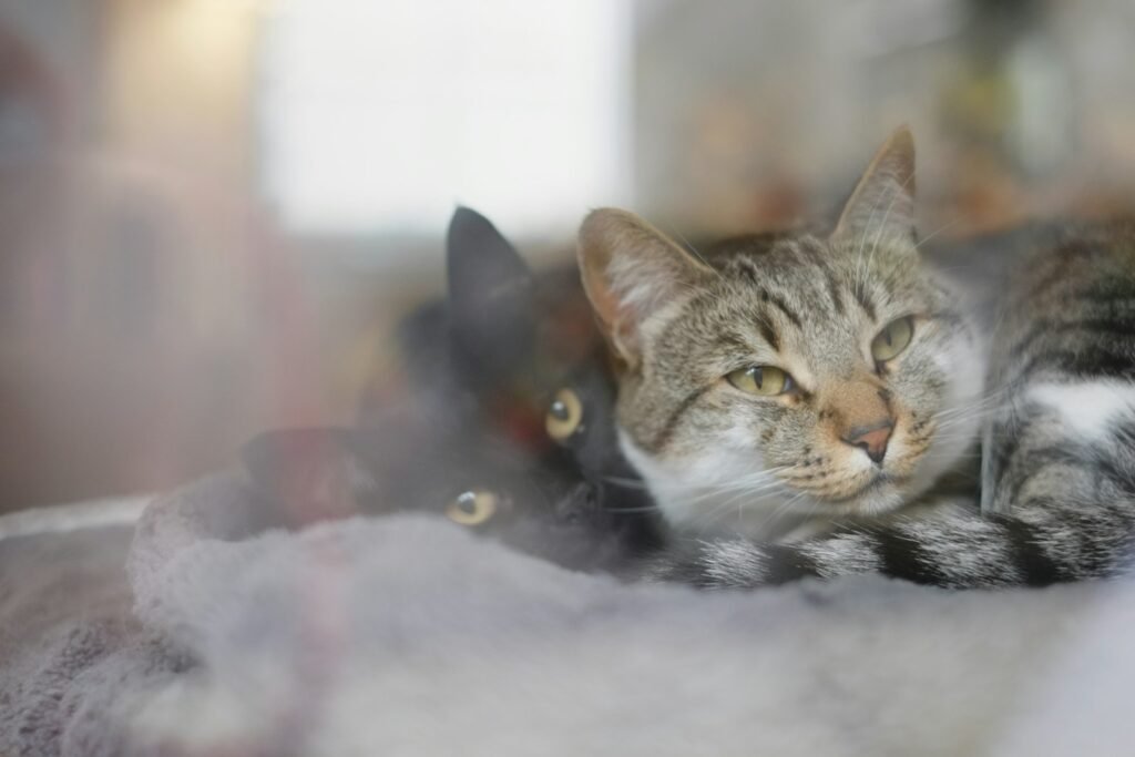 Cat warmth: a close up of a cat laying on a blanket
