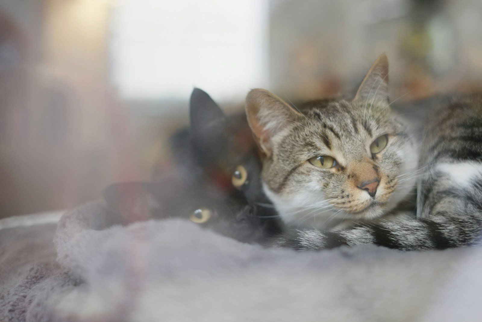 Photo by Rodrigo Foggiato Cat warmth: a close up of a cat laying on a blanket