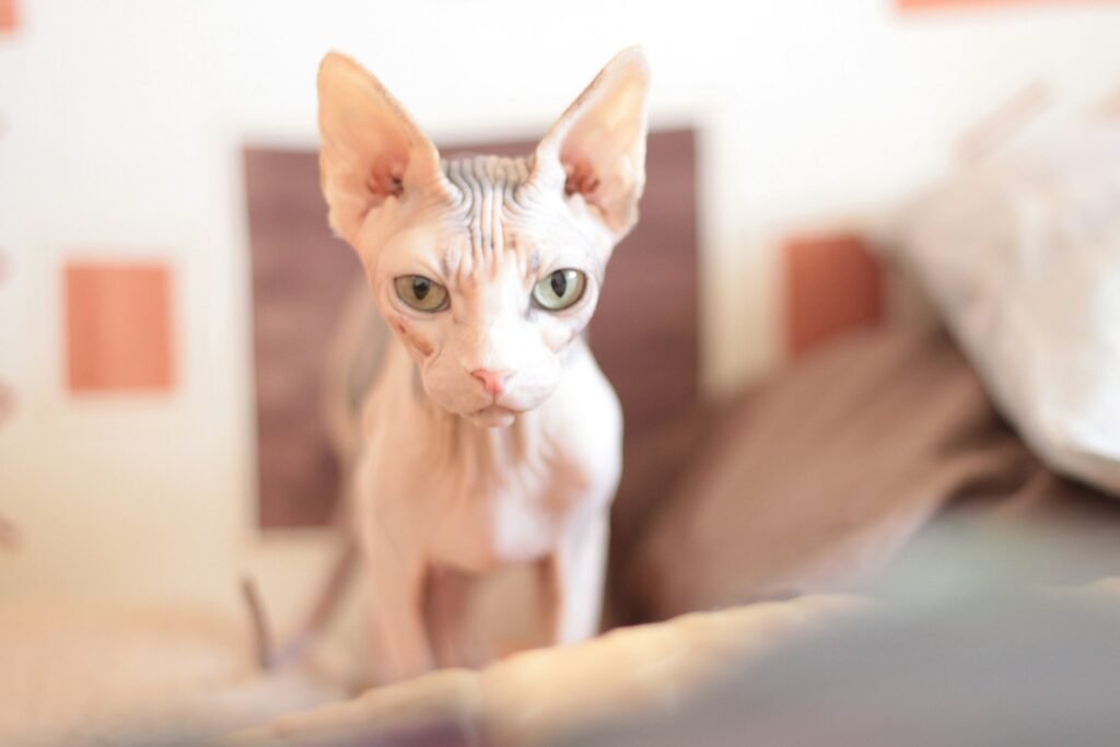 hairless cat: white cat on brown textile