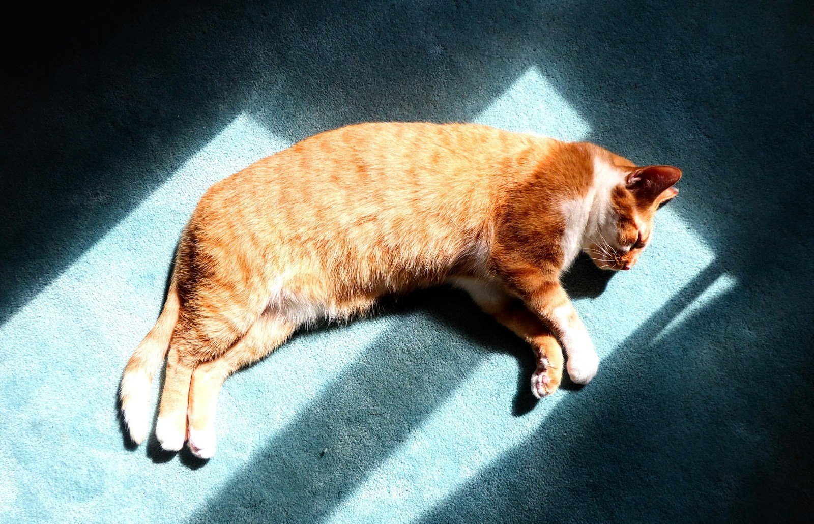 Photo by Karin Kim An orange cat napping on a blue carpet