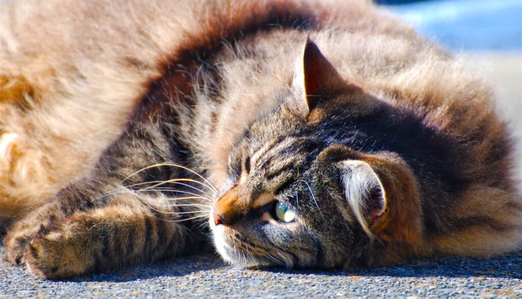 shy or nervous cat: a close up of a cat laying on the ground