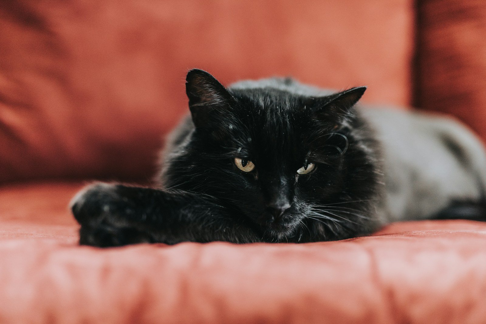 cat lies on sofa. medieval europe.