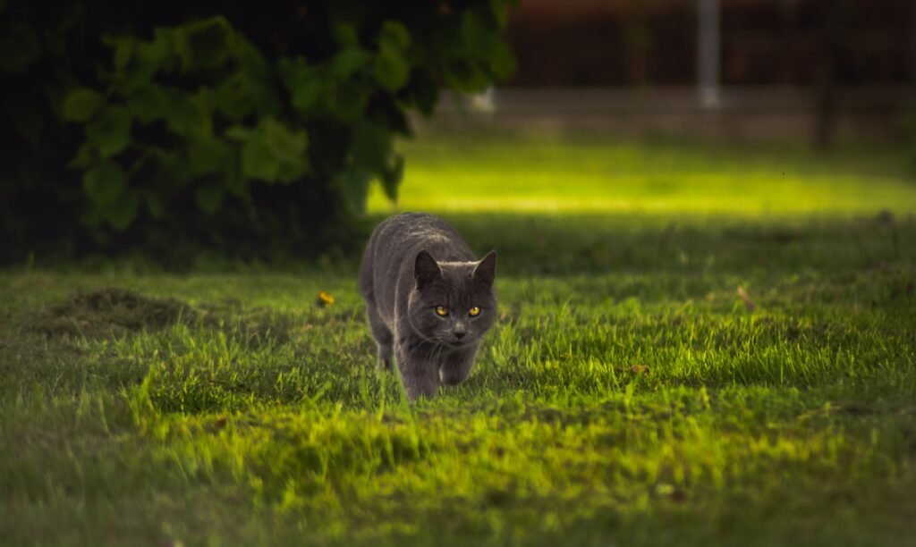 cat reflexes: gray cat walking on green grass during daytime