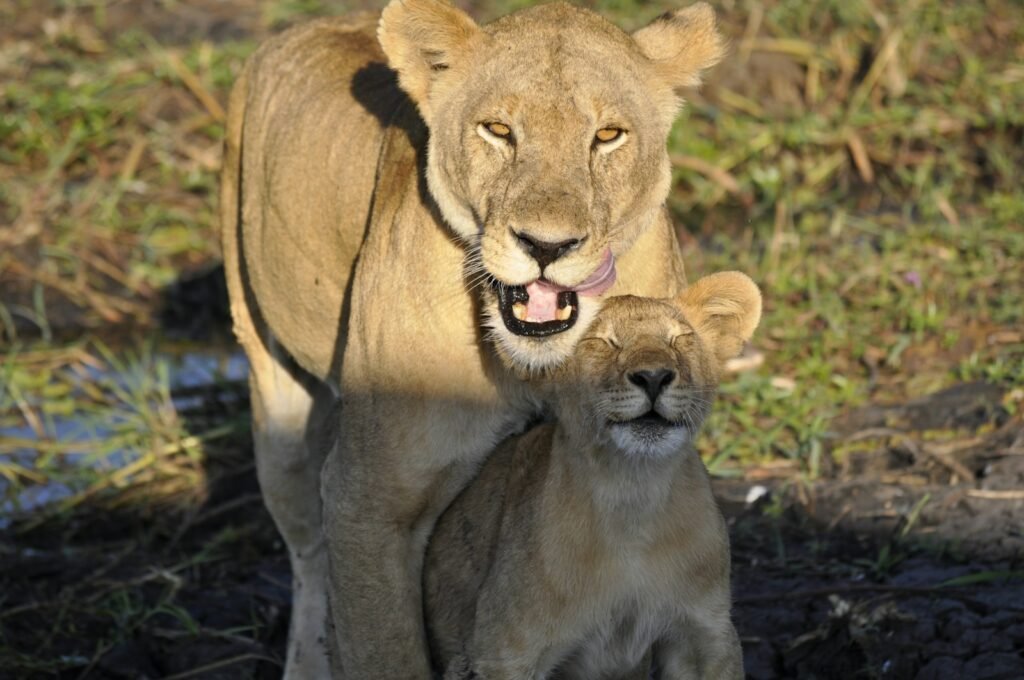 lion:a lion