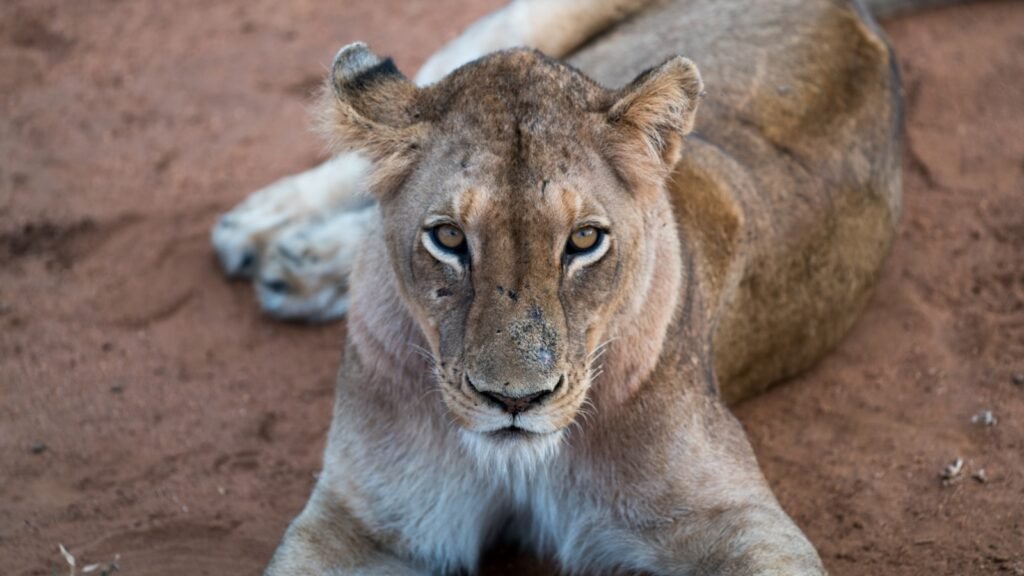 Big cat rescues: lioness laying on surface