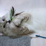 a cat playing with a toy on the floor
