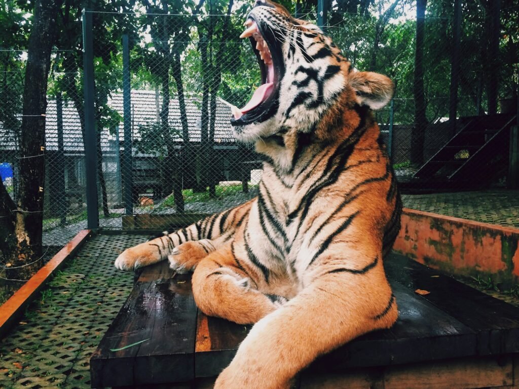 sober toothed cat