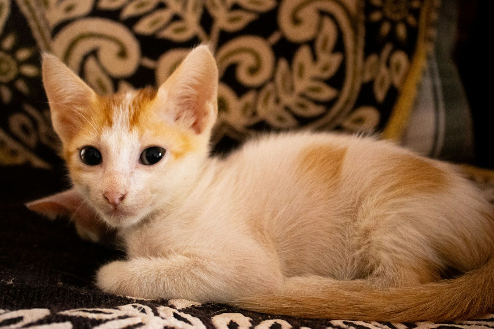 Photo by Audumbar Haldankar Cat warmth: a small orange and white kitten laying on top of a couch