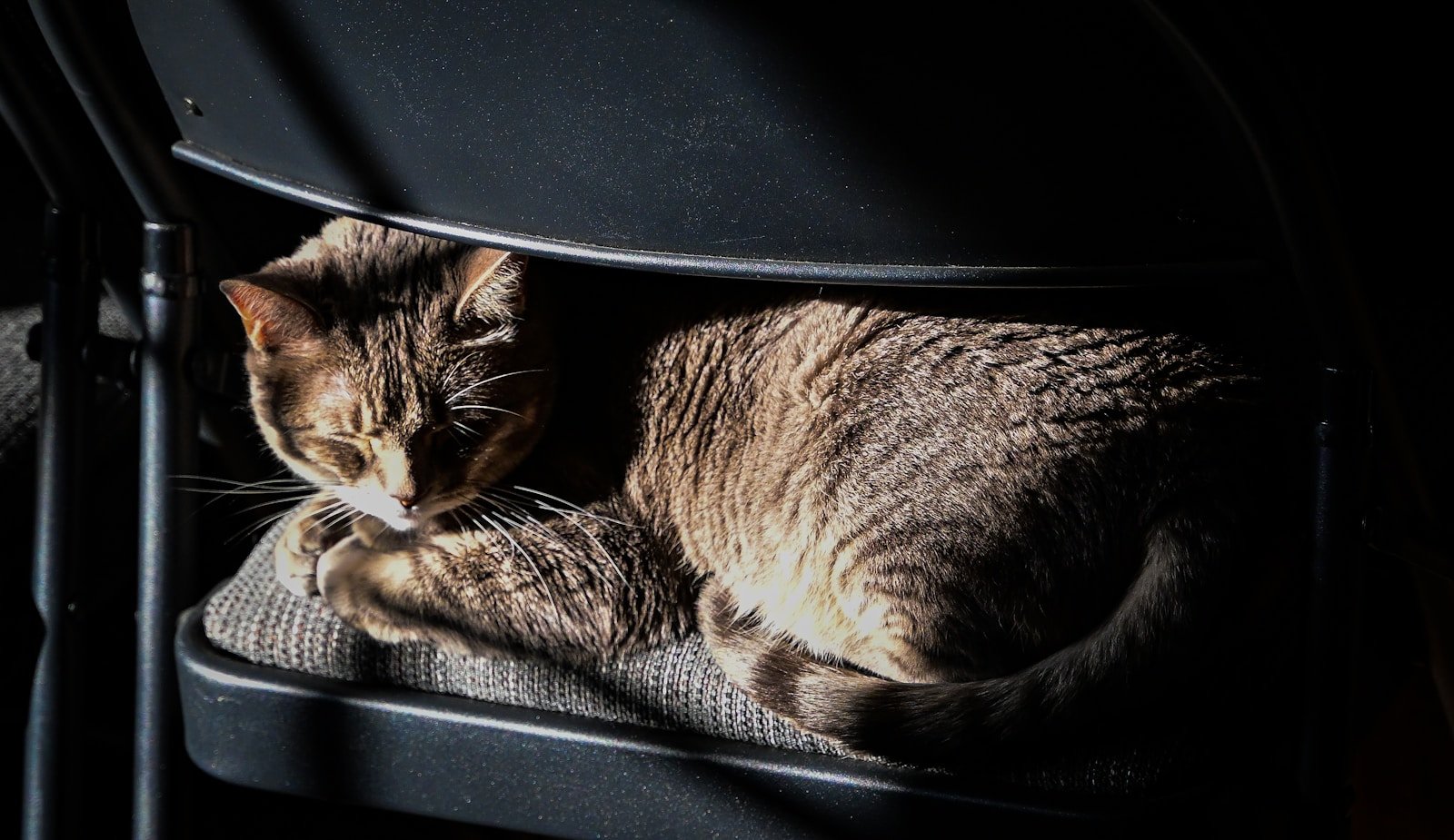 Photo by Bryan Dickerson a cat napping on top of a black chair