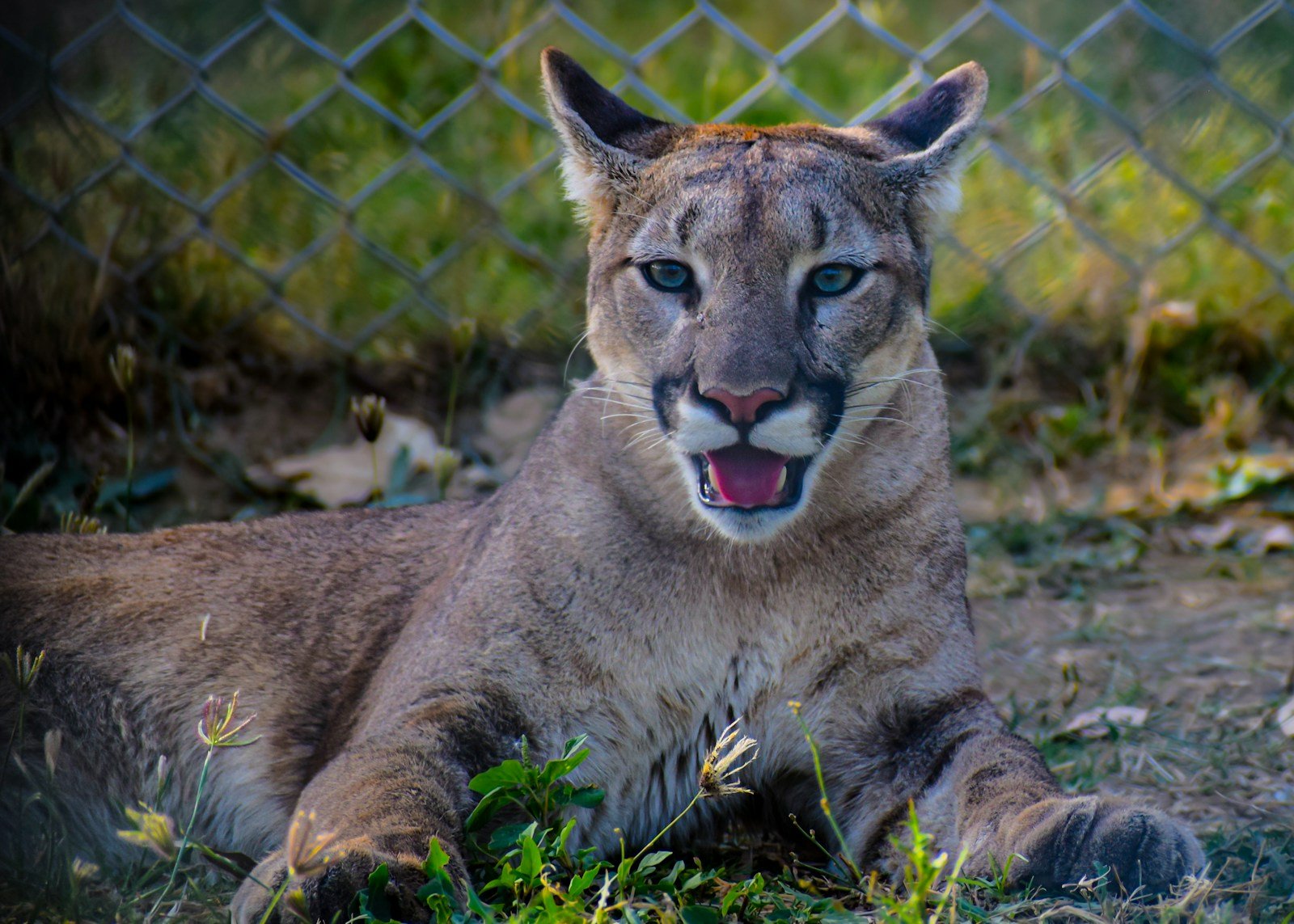 Cats fascination: a close up of a mountain lion laying on the ground