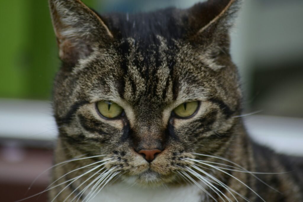 public park: a cat with green eyes