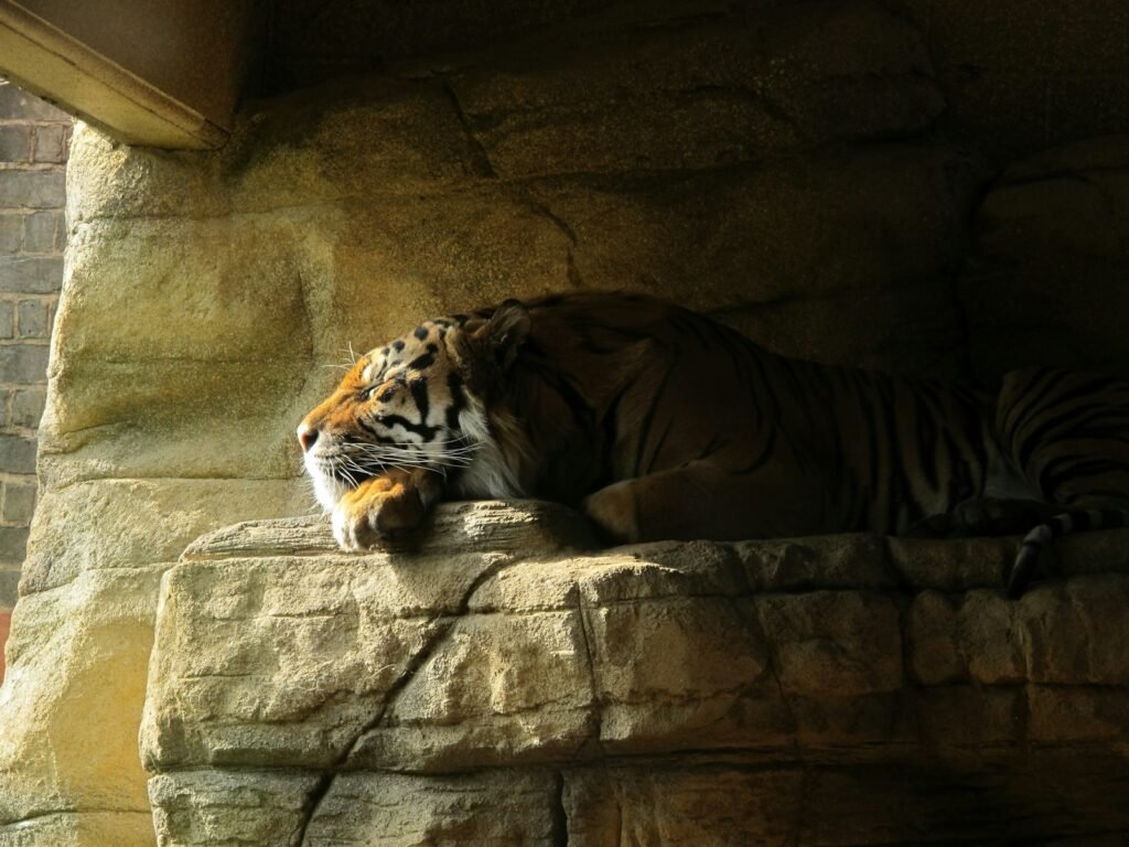 tigers: brown tiger on focus photography