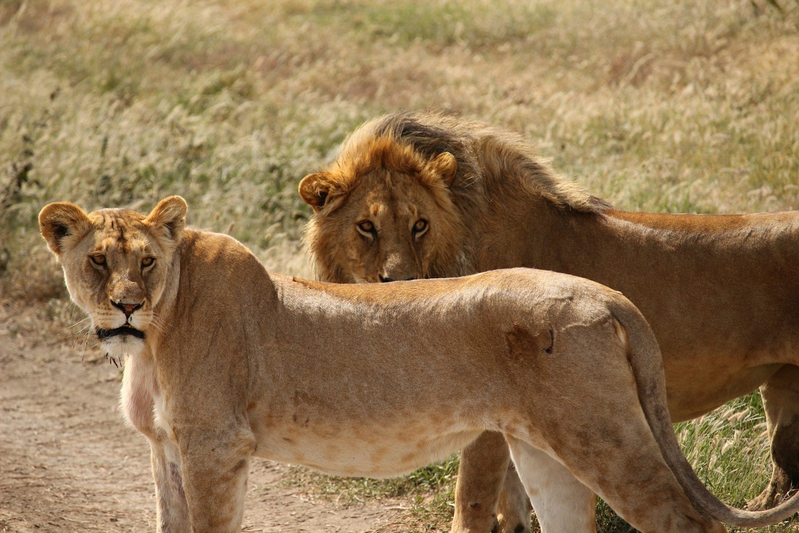 Photo by Fabrizio Frigeni Big cat photography: lion and lioness during daytime