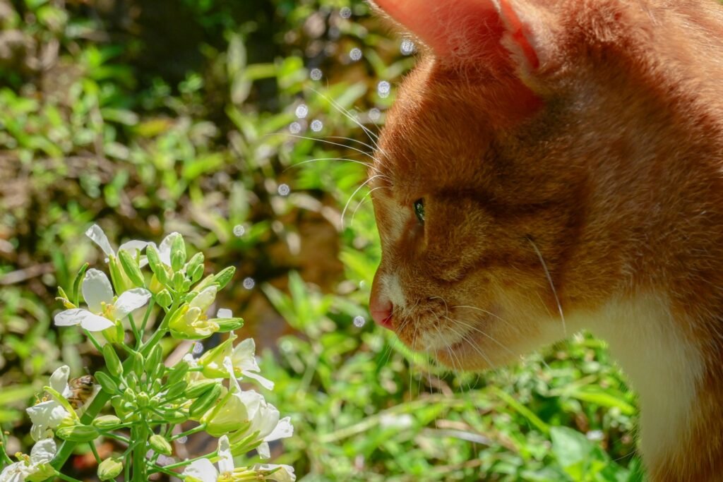 sense of smell: a close up of a cat near some flowers