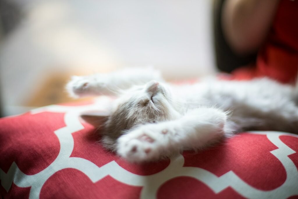 cat reflexes: kitten lying on red and white quatrefoil textile