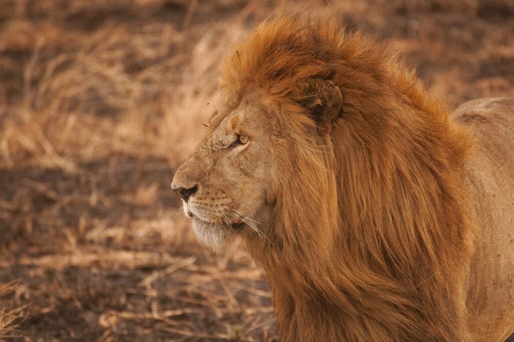 ecosystem: brown lion