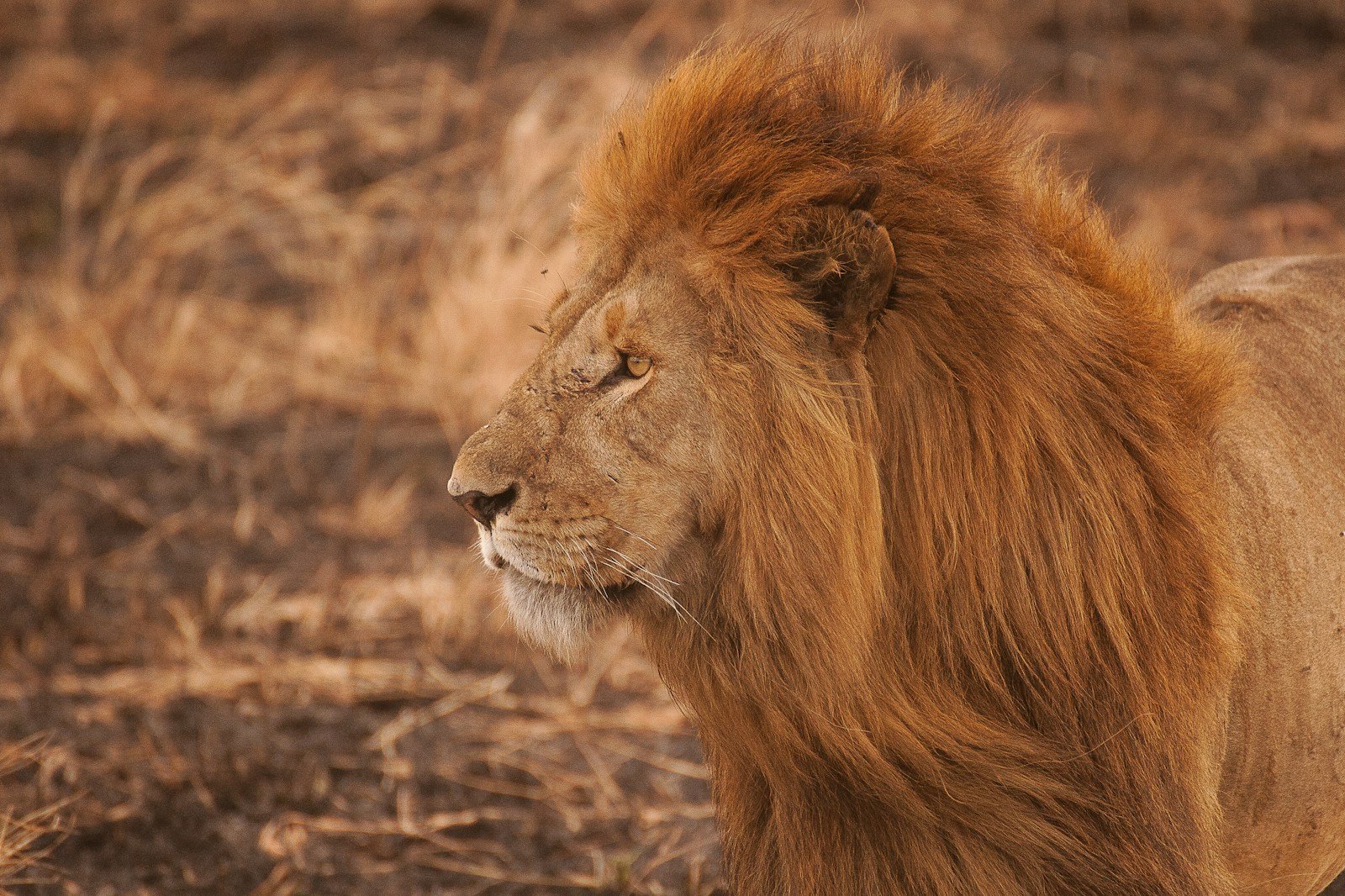 Big cats: Brown Lion