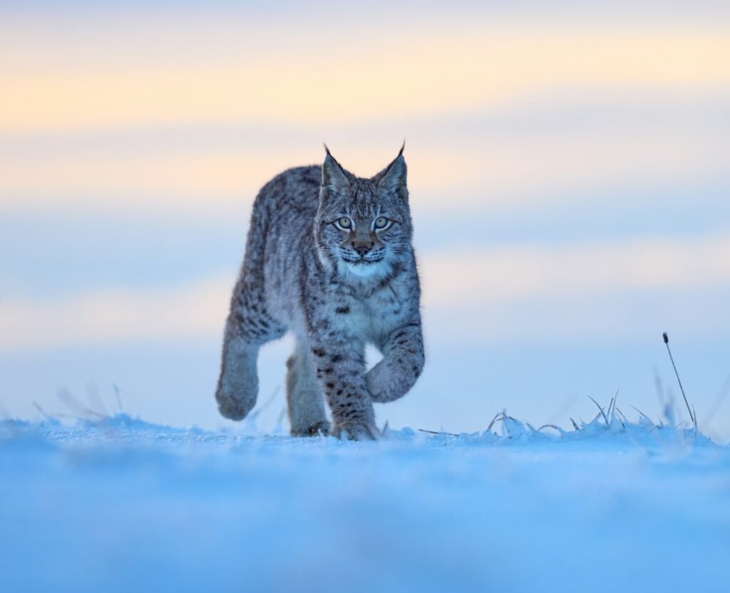 mountain climate: gray cat on snow covered ground