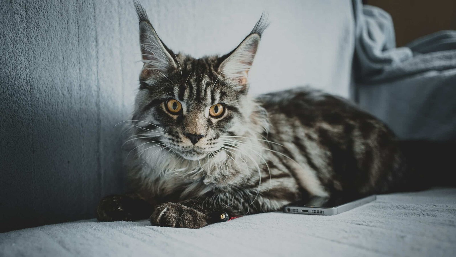 A majestic Maine Coon cat with long fur and tufted ears lounging on a couch, displaying its regal and friendly demeanor