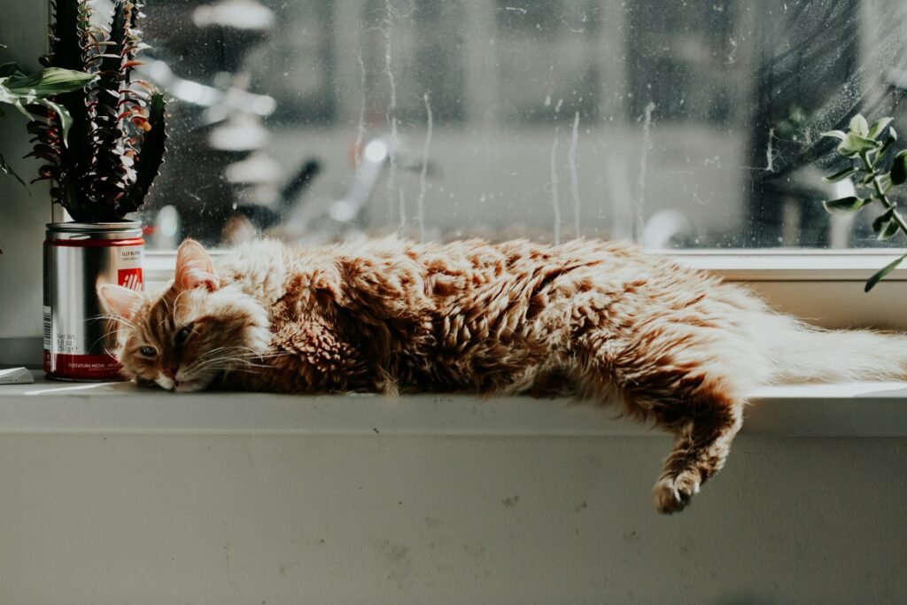 cat diet: orange tabby cat lying down