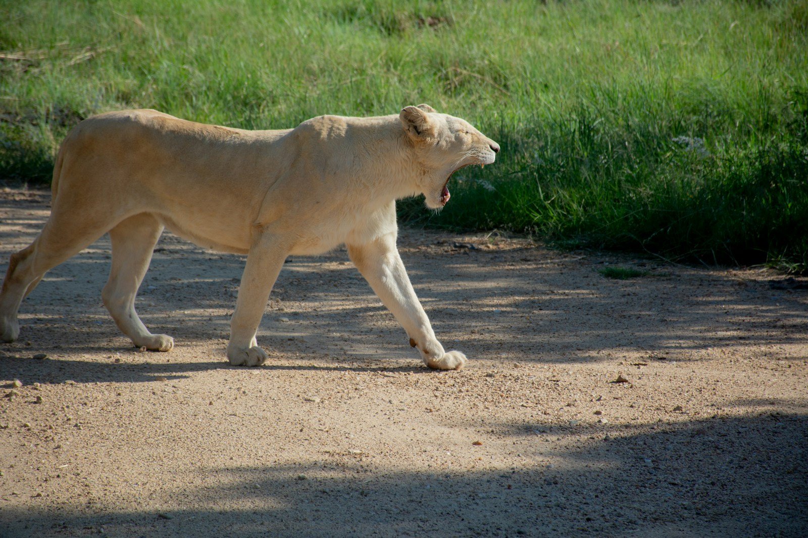 Photo by Leighton Robinson Lions Roar: Lion walking on ground during daytime