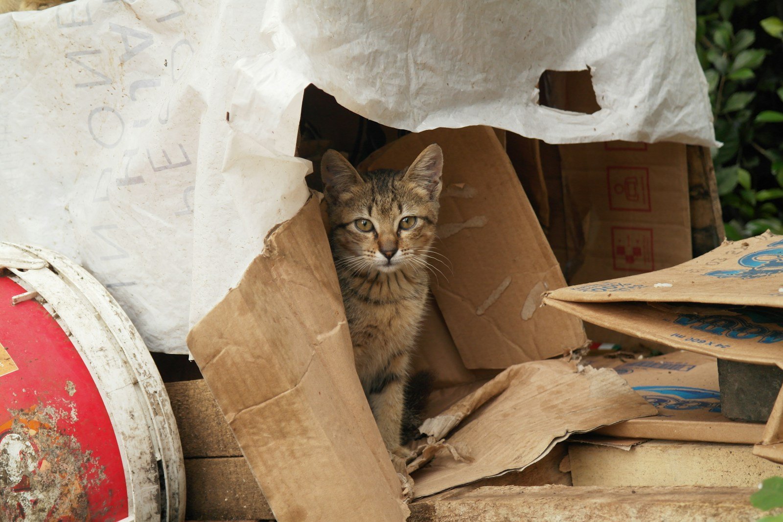 Photo by Muhammad Irfan Cat in a box