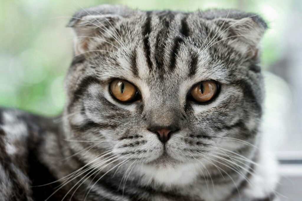 outdoor space: silver tabby cat