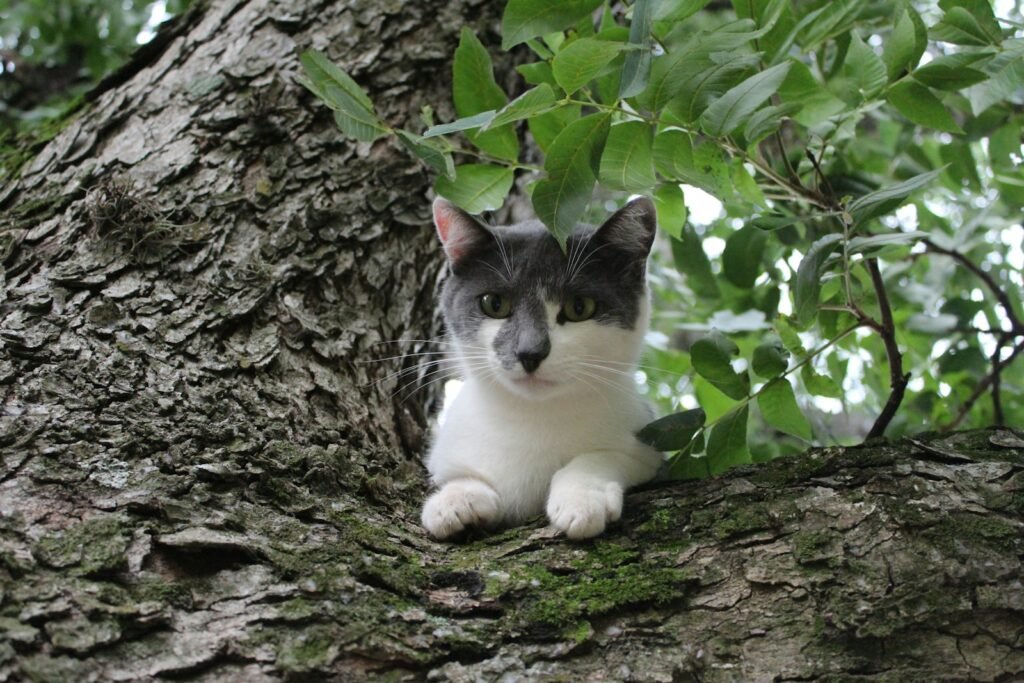 ecosystem: a gray and white cat sitting on a tree branch
