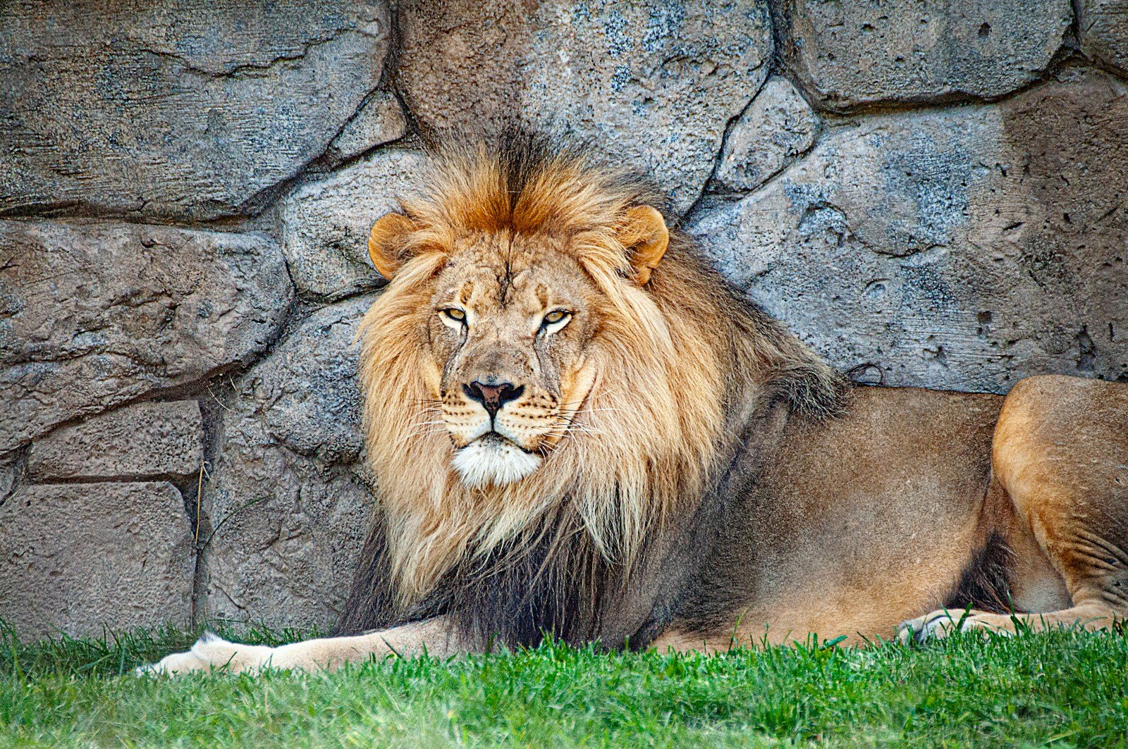 cat hybrids: adult lion resting beside wall