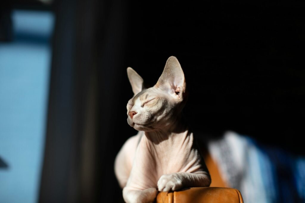 hairless cat: brown cat lying on brown wooden table