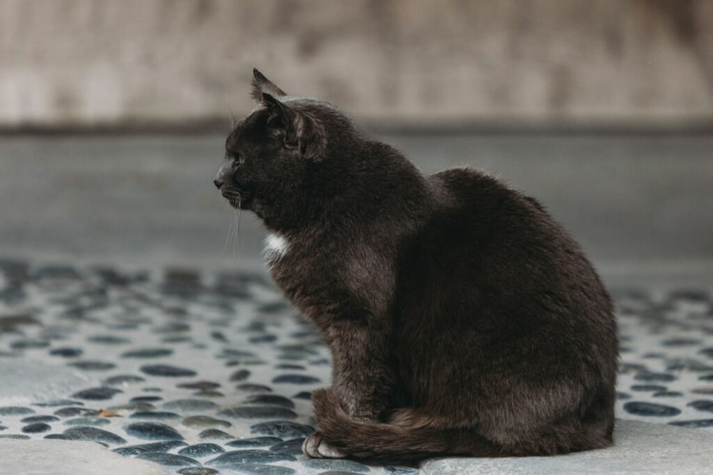 urban environment: a black and white cat sitting on the ground