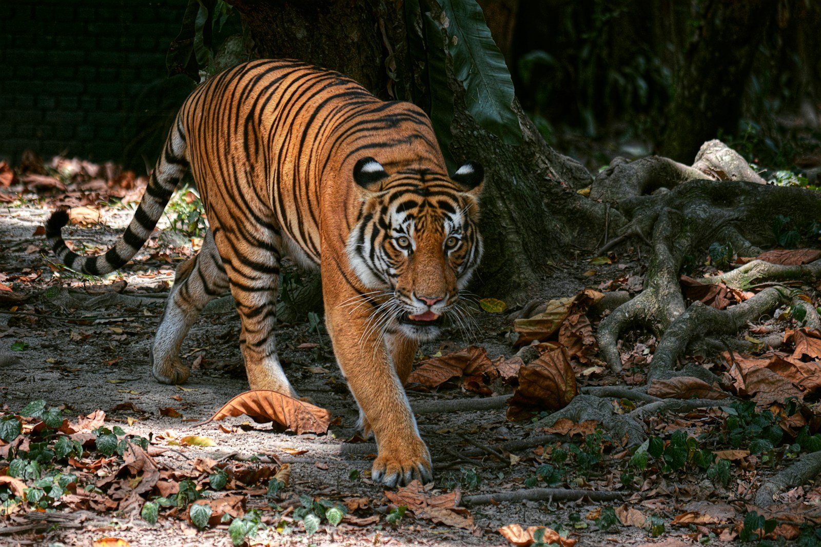 Photo by Abdelrahman Harfoosh a large tiger walking across a forest covered in leaves and hunting prey