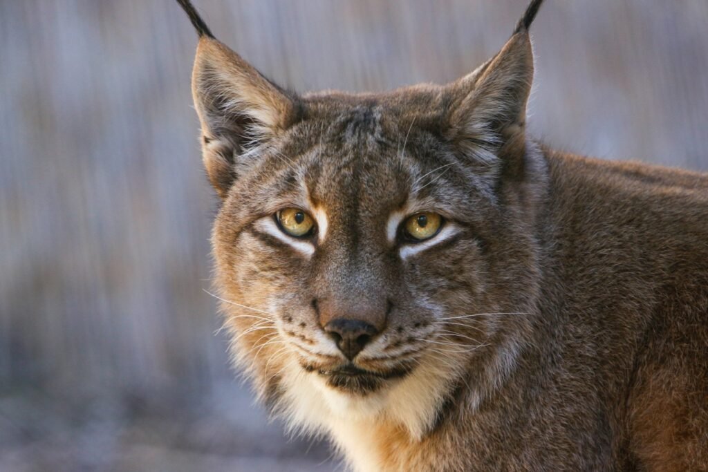 Technology in Big Cat