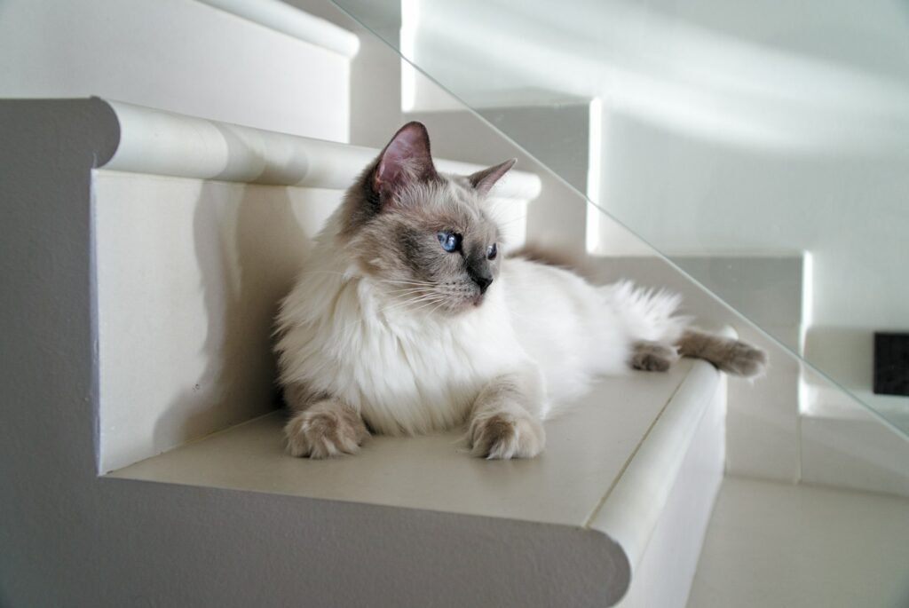 fur pattern: long-fur white can lying on white stairs