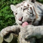 white tiger