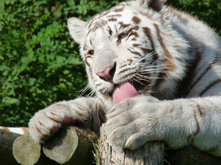 white tiger